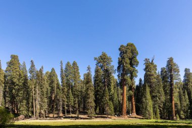Sequoia Tree Ulusal Parkı 'nda Meadow denilen yerde dev sekoya ağaçları var.
