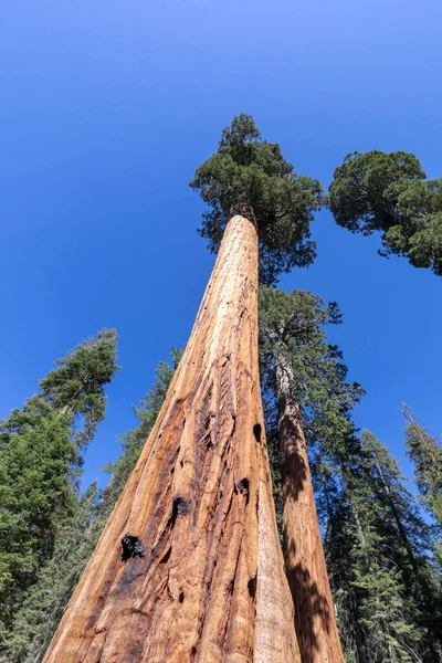 Enorme Sequoia Bomen Plaats Genaamd Weide Sequoia Boom Nationaal Park — Stockfoto