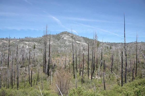 Yosemite Ulusal Parkı Nda Yanan Genç Ağaçlar — Stok fotoğraf