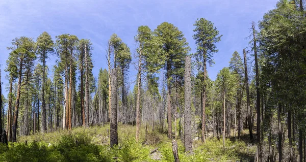 Malownicze Drzewa Sekwoi Parku Narodowym Yosemite Usa — Zdjęcie stockowe
