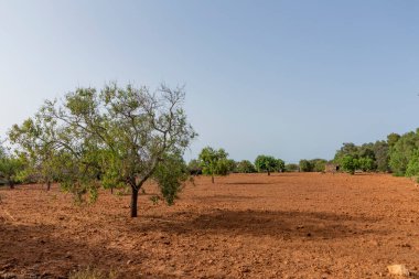 İspanya, Mallorca kırsal kesiminde ağaçlarla kaplı tarlalar.