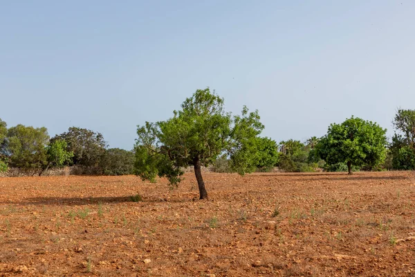 Campo Arado Com Árvores Paisagem Rural Maiorca Espanha — Fotografia de Stock