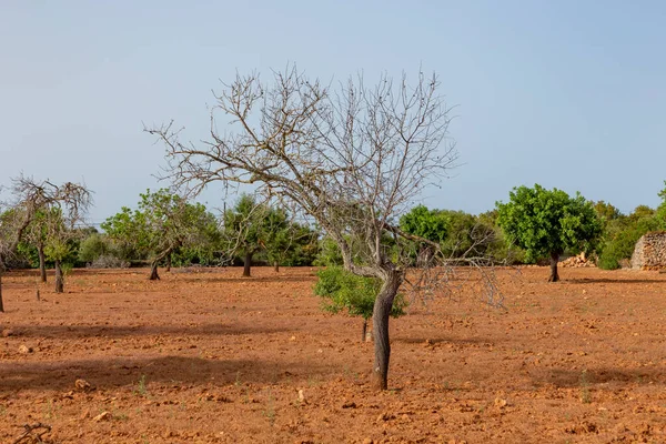 Plowed Field Trees Rural Landscape Mallorca Spain —  Fotos de Stock