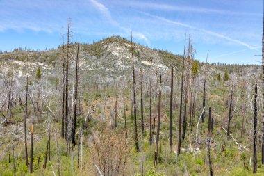 Yosemite Ulusal Parkı 'nda yanan genç ağaçlar