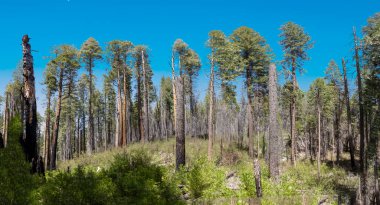 Yosemite Ulusal Parkı, ABD 'de manzaralı sekoya ağaçları