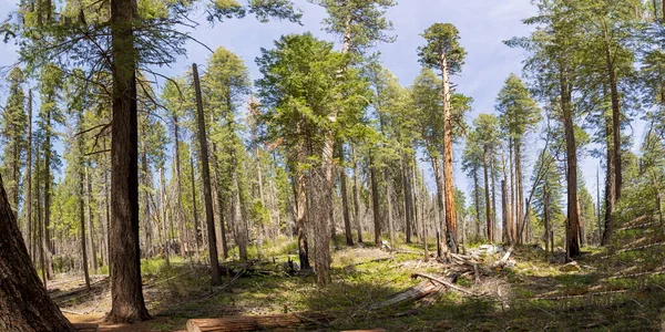 Scenic Tree Forest Yosemite National Park Usa — Stock Photo, Image