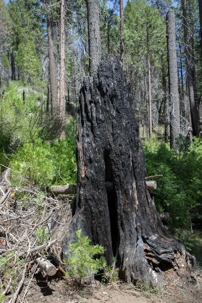 Burned Sequoia Tree Yosemite National Park Usa — Stock Photo, Image