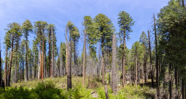 Yosemite Ulusal Parkı, ABD 'de manzaralı sekoya ağaçları