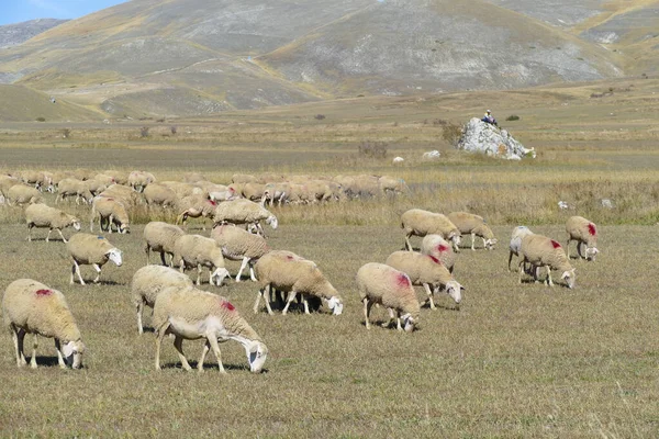 Sheeps Grazing Meadow Italian Alps Italy — Stok fotoğraf