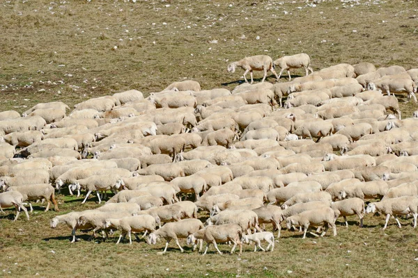 Schafe Weiden Auf Der Weide Den Italienischen Alpen Italien — Stockfoto