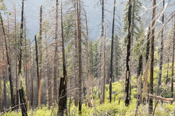 Árvores Jovens Queimadas Parque Nacional Yosemite — Fotografia de Stock