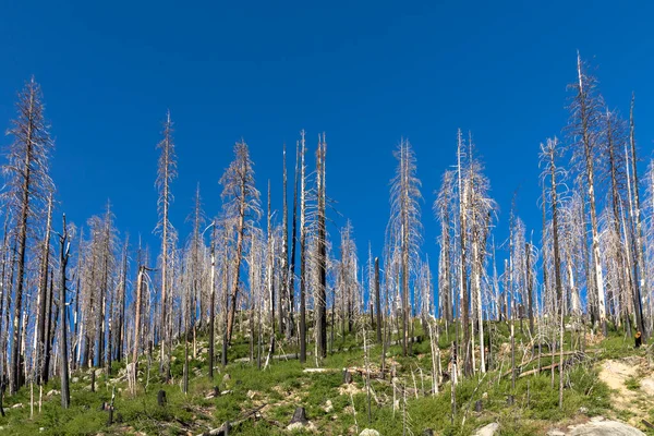 Burned Young Trees Yosemite National Park — Stock Photo, Image