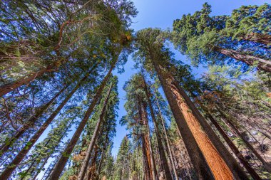 old giant sequoia trees in sequoia tree national park at the giant trees trail at meadow
