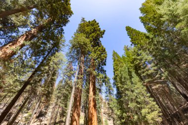old huge sequoia trees in the sequoia tree national park in Californien, USA