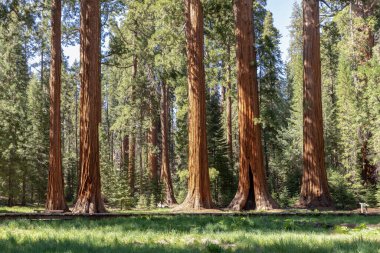 Sequoia Tree Ulusal Parkı 'nda Meadow denilen yerde dev sekoya ağaçları var.