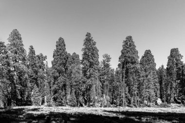 Sequoia Tree Ulusal Parkı 'nda Meadow denilen yerde dev sekoya ağaçları var.