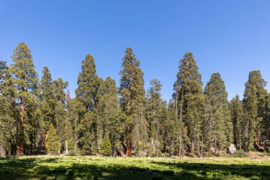 Sequoia Tree Ulusal Parkı 'nda Meadow denilen yerde dev sekoya ağaçları var.