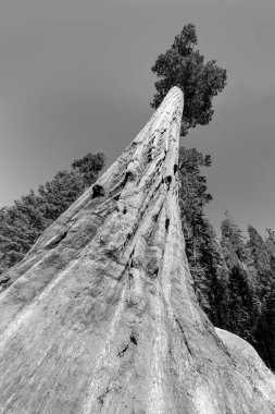 Sequoia Tree Ulusal Parkı 'nda Meadow denilen yerde dev sekoya ağaçları var.