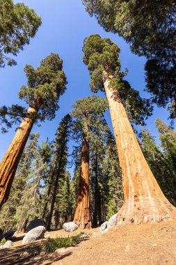 Sequoia Tree Ulusal Parkı 'nda Meadow denilen yerde dev sekoya ağaçları var.