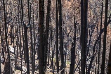 burned sequoia trees in the yosemite valley, USA