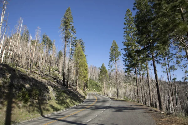 Yosemite Ulusal Parkı Nda Yanan Genç Ağaçlar — Stok fotoğraf