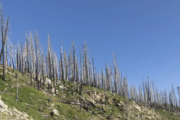 Burned Young Trees Yosemite National Park — Stock Photo, Image