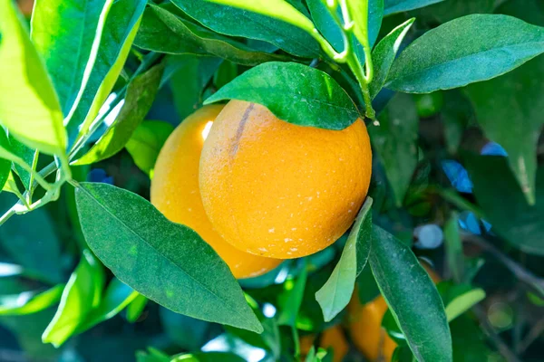 Naranjas Colgando Árbol Verde Calor Californiano — Foto de Stock