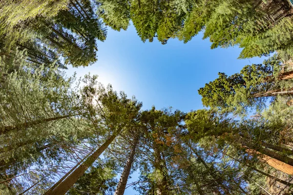 Old Huge Sequoia Trees Sequoia Tree National Park Californien Usa — Stockfoto