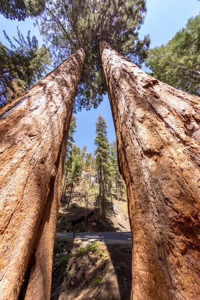 Old Huge Sequoia Trees Sequoia Tree National Park Californien Usa — стоковое фото