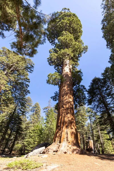 Old Huge Sequoia Trees Sequoia Tree National Park Californien Usa —  Fotos de Stock