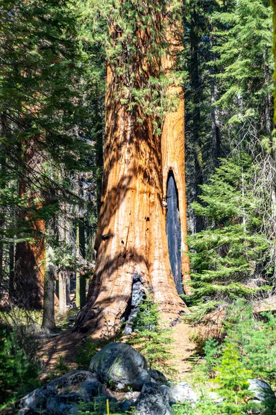 美国红杉国家公园的草地上生长着巨大的红杉树 — 图库照片
