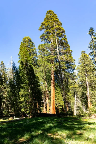 Arbres Séquoias Énormes Endroit Appelé Prairie Dans Parc National Sequoia — Photo