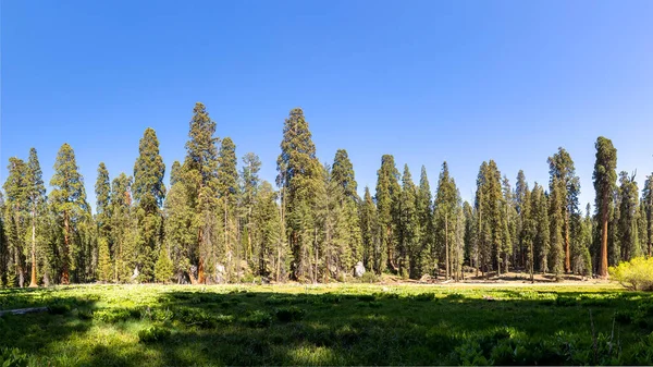 Enormes Árboles Secuoya Lugar Llamado Prado Parque Nacional Árboles Sequoia —  Fotos de Stock