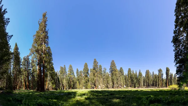 Riesige Mammutbäume Ort Namens Wiese Sequoia Tree Nationalpark Usa — Stockfoto