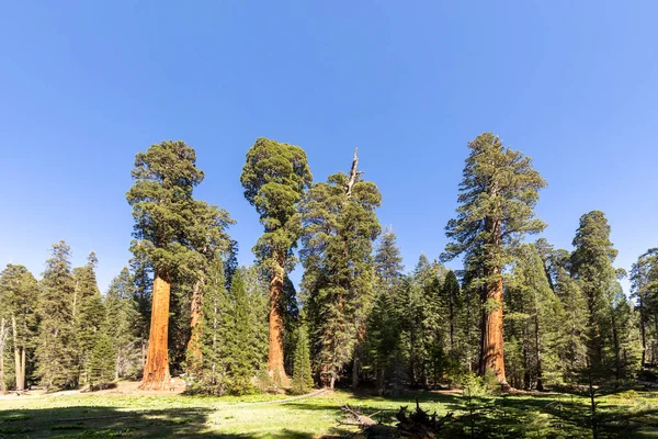 Enormes Árboles Secuoya Lugar Llamado Prado Parque Nacional Árboles Sequoia — Foto de Stock