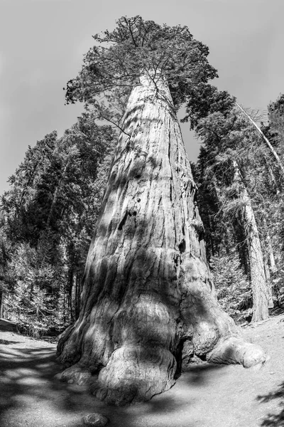 Τεράστια Δέντρα Sequoia Στο Μέρος Που Ονομάζεται Λιβάδι Sequoia Δέντρο — Φωτογραφία Αρχείου