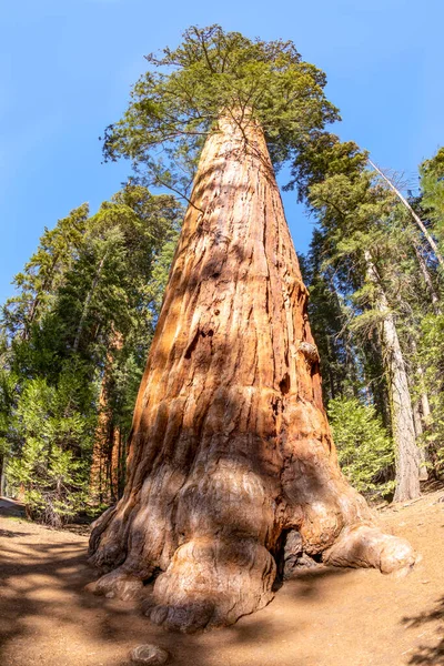 Sequoia Tree Ulusal Parkı Nda Meadow Denilen Yerde Dev Sekoya — Stok fotoğraf