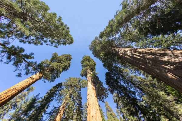 Enorma Sequoia Träd Den Plats Som Kallas Äng Sequoia Träd — Stockfoto