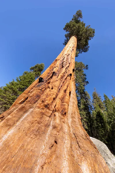 Árvores Sequoia Enormes Lugar Chamado Prado Parque Nacional Sequoia Árvore — Fotografia de Stock