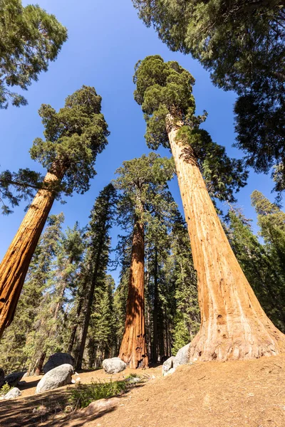 Enormes Árboles Secuoya Lugar Llamado Prado Parque Nacional Árboles Sequoia —  Fotos de Stock