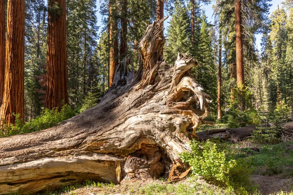 Enormes Árboles Secuoya Lugar Llamado Prado Parque Nacional Árboles Sequoia — Foto de Stock