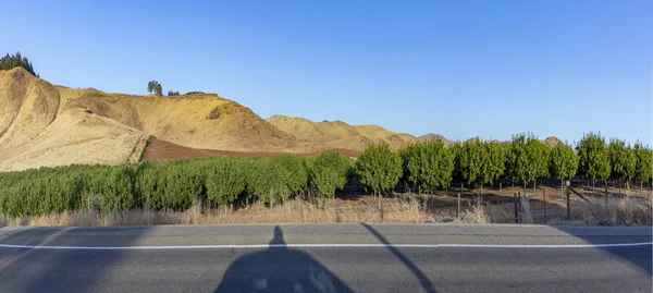 Orange Plantation Fields California Woodland — Zdjęcie stockowe