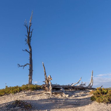 Bryce Canyon Ulusal Parkı, Utah, ABD 'deki haydutlara manzara