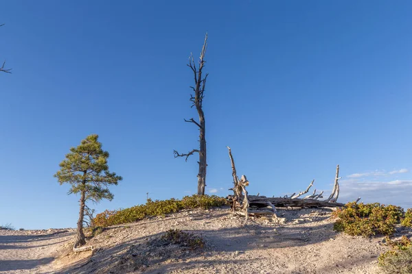 Panoramisch Uitzicht Hoodoos Het Bryce Canyon National Park Utah Usa — Stockfoto