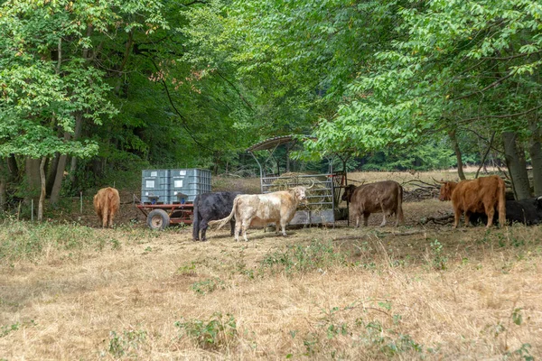 Free Range Cows Grazing Meadow Rural Landscape Forest — Foto Stock