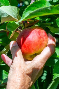 Mavi gökyüzünün altındaki elma ağacından lezzetli Elstar ve Gala elmaları topluyorum.
