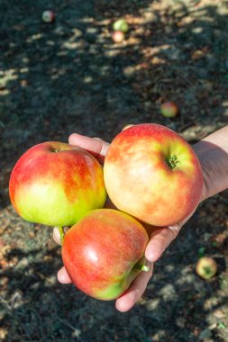 Mavi gökyüzünün altındaki elma ağacından lezzetli Elstar ve Gala elmaları topluyorum.