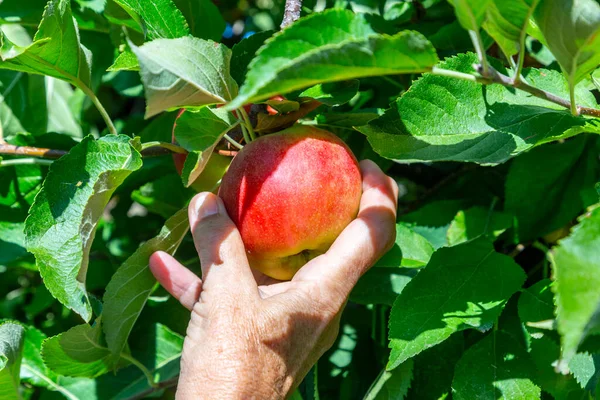 picking delicious Elstar and Gala apples at the apple tree under blue sky