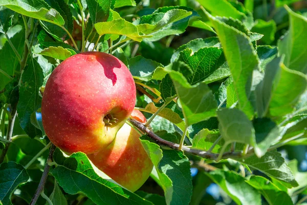 Heerlijke Elstar Gala Appels Aan Appelboom Onder Blauwe Hemel — Stockfoto