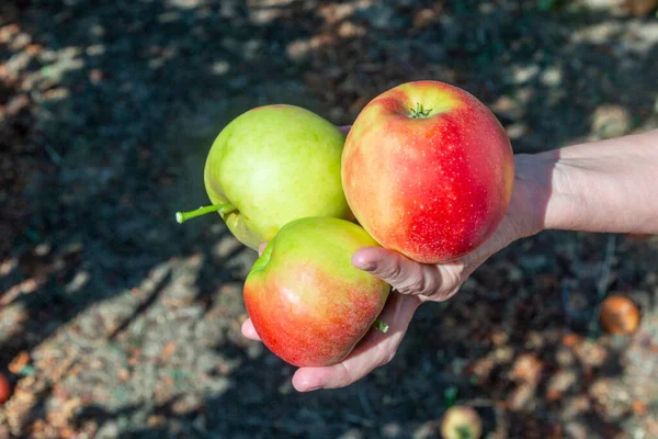 在蓝天下的苹果树下采摘美味的Elstar和Gala苹果 — 图库照片